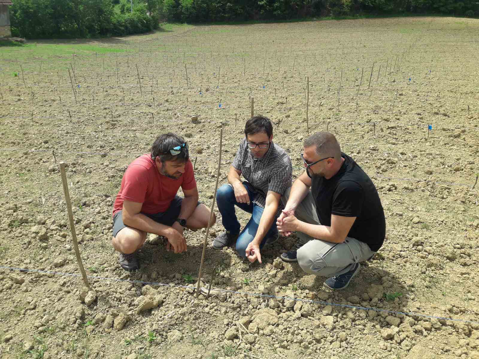 Priprema, uspostavljanje  1 ha ekperimentalnog vinograda u Knežici