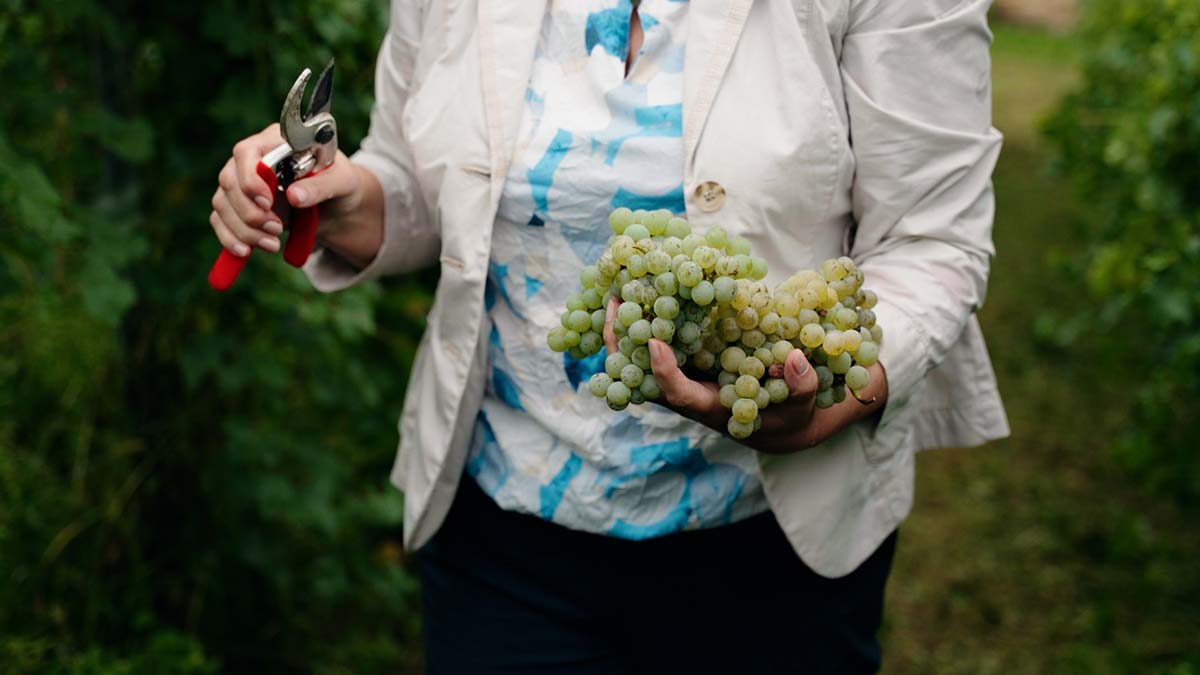 Razvoj održivog agritech ekosistema u sektoru voćarstva i vinogradarstva u severozapadnoj BiH (ITree)